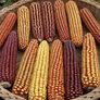 Wapsi Valley, Corn Seed - 50 Pounds thumbnail number null